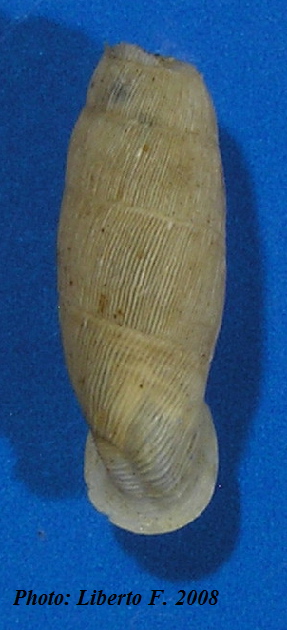 Muticaria macrostoma (Cantraine, 1835)